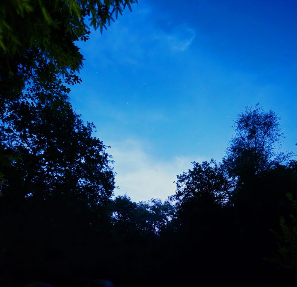 dusk in the woods