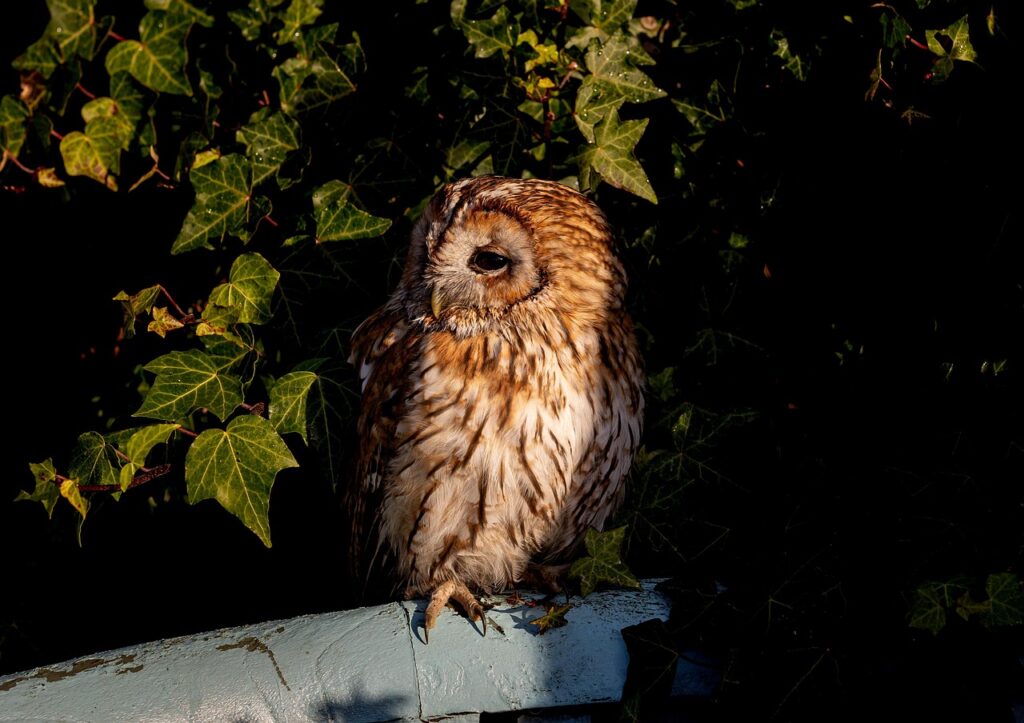 tawny owl, owl, bird, animal, bird of prey, raptor, wildlife, predator, plumage, nature, tree, carnivore, nocturnal, birdwatching